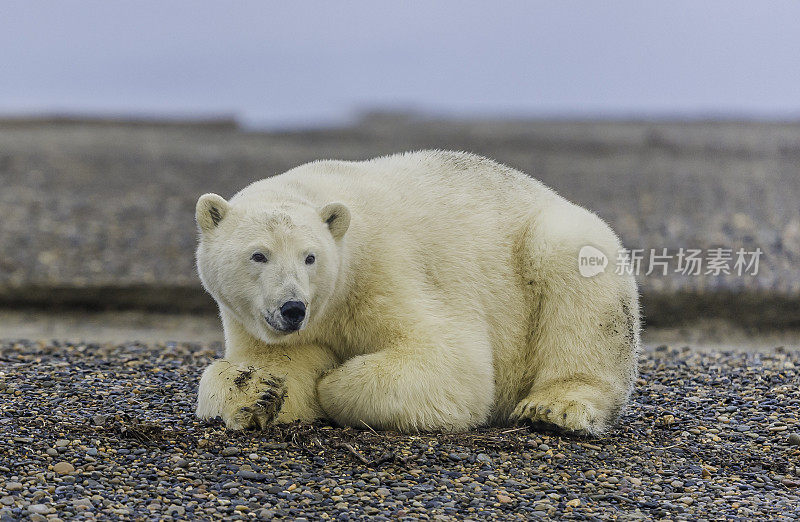 北极熊(Ursus maritimus)是一种土生土长的北极熊，主要生活在北极圈内，包括北冰洋及其周围的海洋和陆地。在巴特岛的海滩上等待着海水结冰以便捕猎海豹